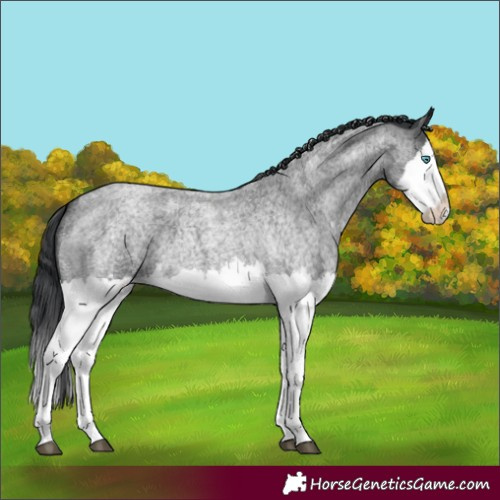 Horse Color:Blue Roan Splash 