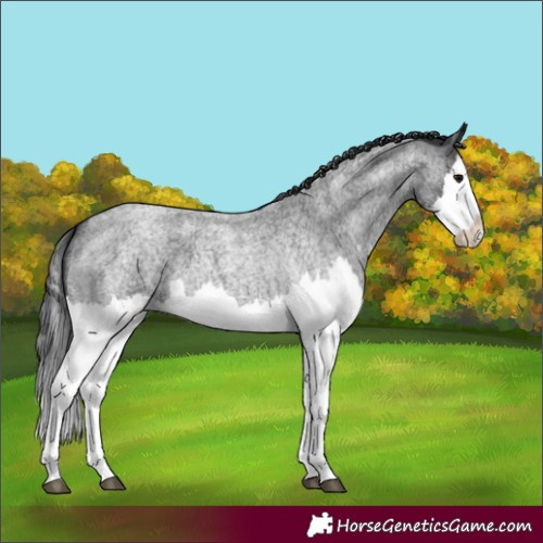 Horse Color:Blue Roan Splash 