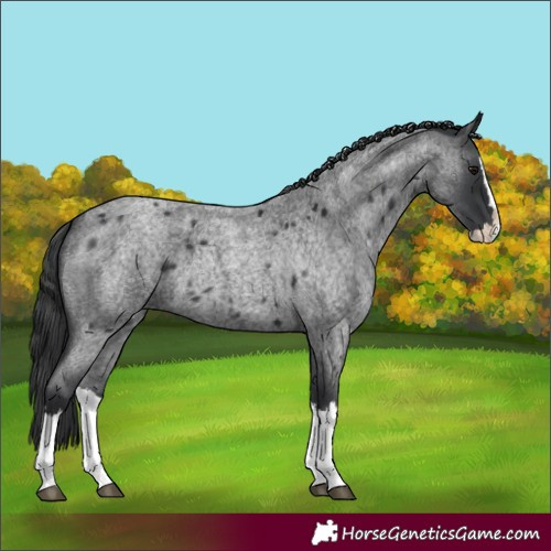 Horse Color:Blue Roan Splash