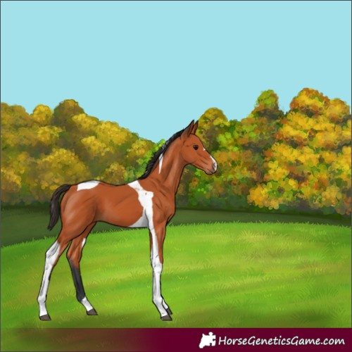 Horse Color:Bay Tobiano