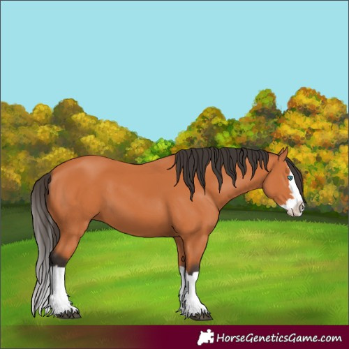 Horse Color:Bay Splash