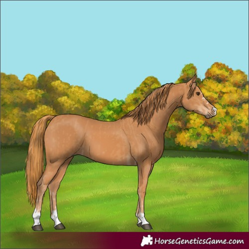 Horse Color:Chestnut and Chestnut