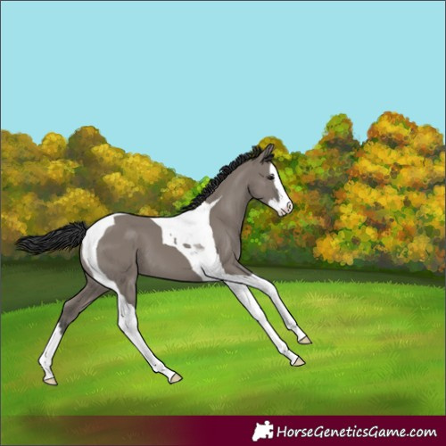 Horse Color:Grullo Splash Tobiano 