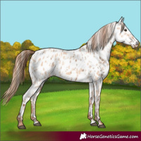 Horse Color:Red Dun Appaloosa and Gold Champagne Dun Appaloosa
