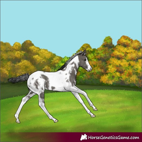 Horse Color:White Spotted Grullo Tobiano Frame