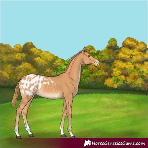Horse Color:Unknown 