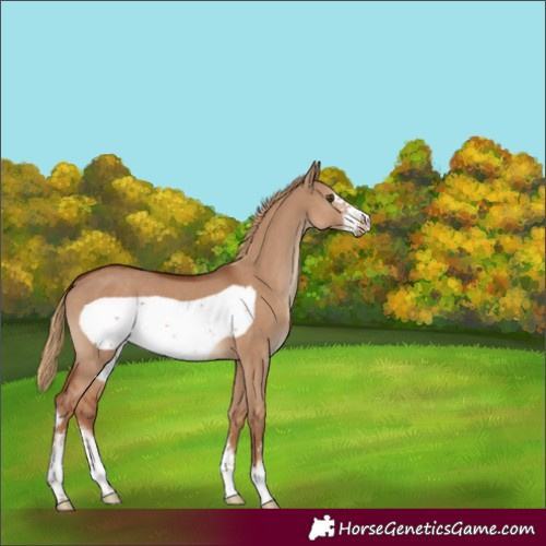 Horse Color:Red Dun Sabino Frame 