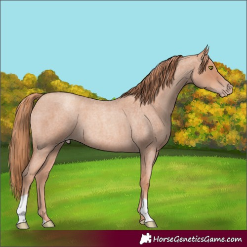 Horse Color:Gold Champagne Roan 