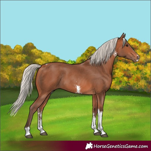 Horse Color:Silver Bay Sabino Tobiano Rabicano