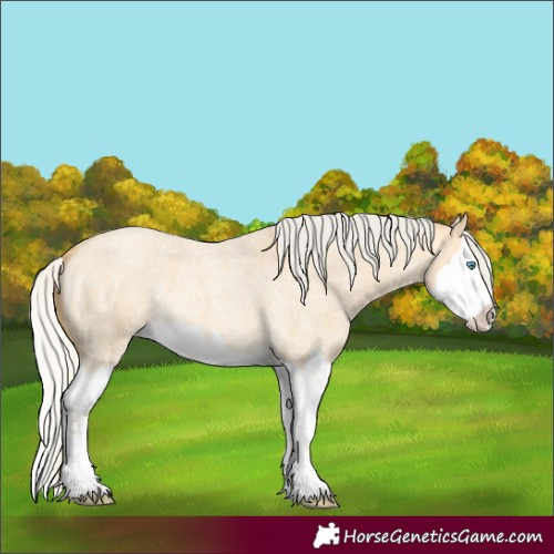 Horse Color:Silver Amber Cream Champagne Roan Dun Splash Rabicano 