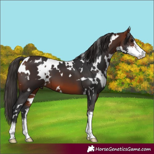 Horse Color:White Spotted Bay Sabino 