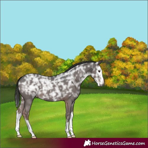 Horse Color:Gray Liver Chestnut Ice Sabino Splash