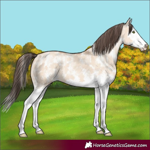 Horse Color:Powder White Amber Champagne Dun Sabino Splash 