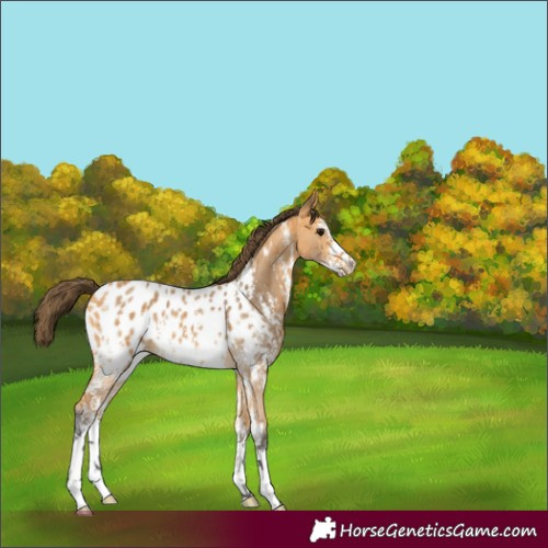 Horse Color:Buckskin Sabino Appaloosa 