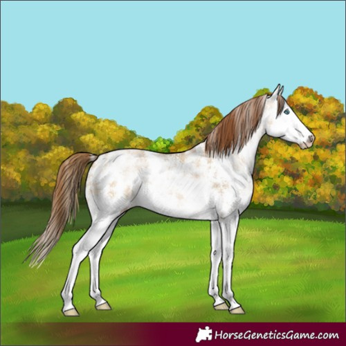 Horse Color:Gray Buckskin Ice Pearl Dun Sabino Splash 