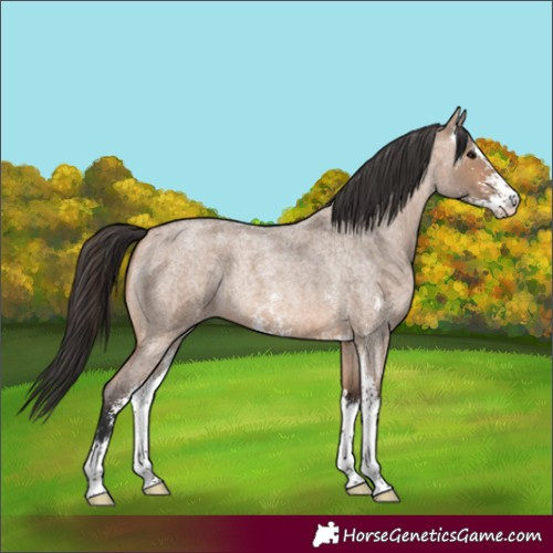 Horse Color:Bay Roan Dun Sabino