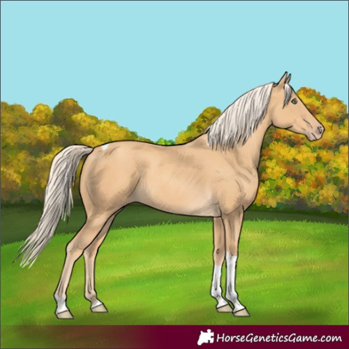 Horse Color:Gold Cream Champagne Tobiano 
