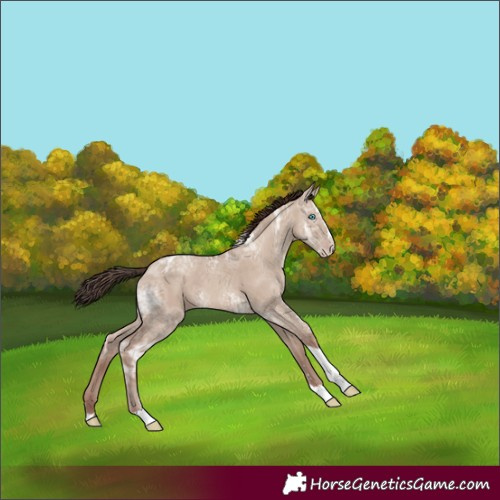 Horse Color:Classic Champagne Ice Dun Splash Tobiano