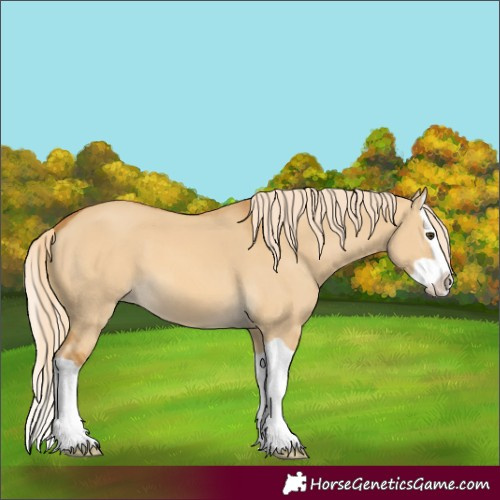 Horse Color:Palomino Dun Splash 