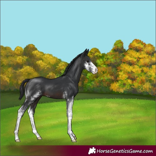 Horse Color:Brown Sabino