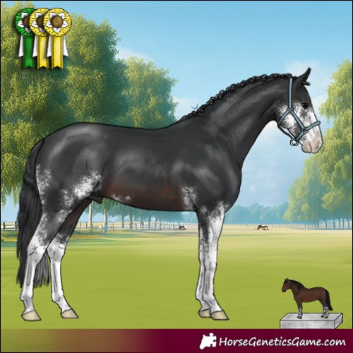 Horse Color:Brown Sabino