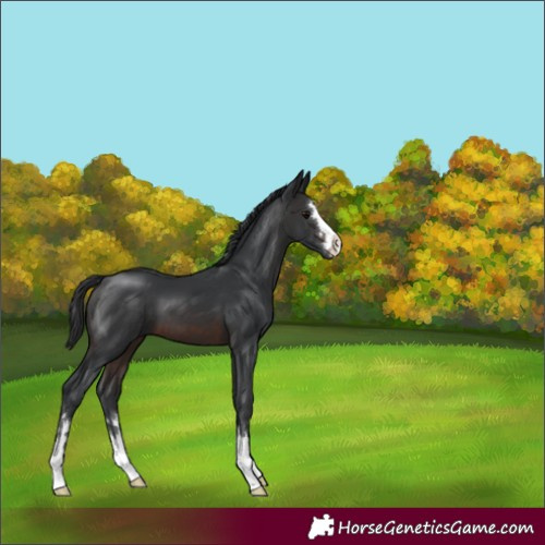 Horse Color:Brown 