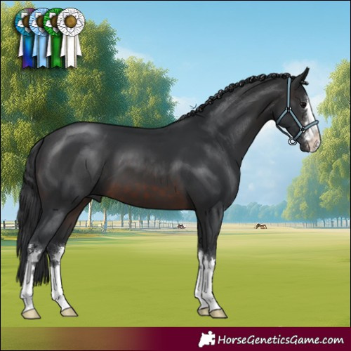 Horse Color:Brown 