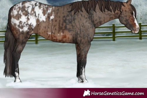 Horse Color:Brown Sabino Splash Appaloosa and Brown Dun Sabino Splash Appaloosa