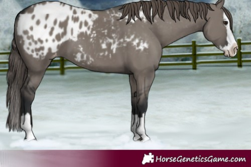 Horse Color:Grullo Splash Appaloosa 