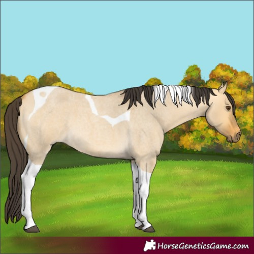 Horse Color:Buckskin Roan Dun Tobiano