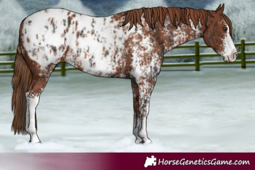 Horse Color:Liver Chestnut Sabino Splash Appaloosa  and Chestnut Sabino Splash Appaloosa 