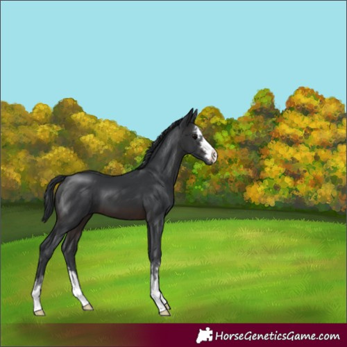 Horse Color:Brown 