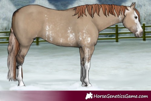 Horse Color:Gray Liver Red Dun Sabino Splash Appaloosa and Gray Liver Red Dun Sabino Splash Appaloosa