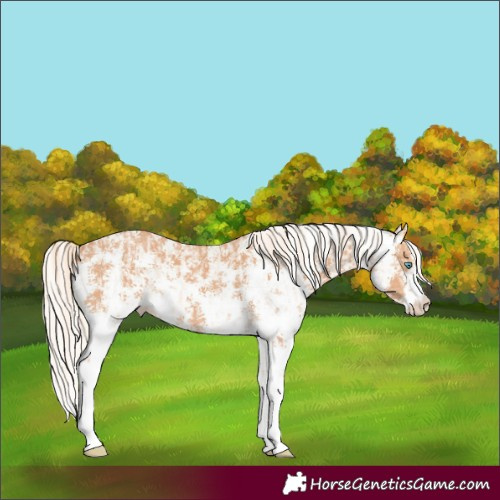 Horse Color:Cremello Sabino and Gray Cremello Sabino