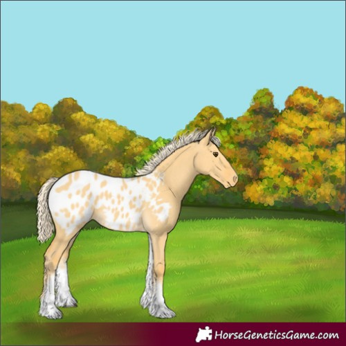 Horse Color:White Spotted Palomino Dun Appaloosa