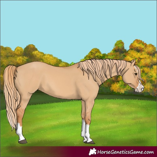 Horse Color:Red Dun Splash