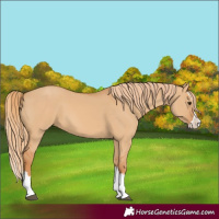 Horse Color:Red Dun Splash