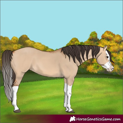 Horse Color:Bay Dun Splash