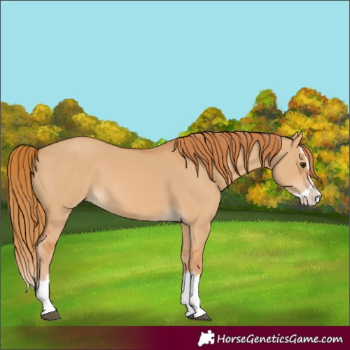 Horse Color:Red Dun Splash