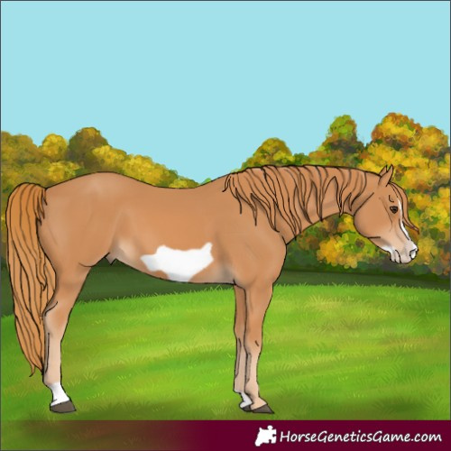 Horse Color:Chestnut Frame