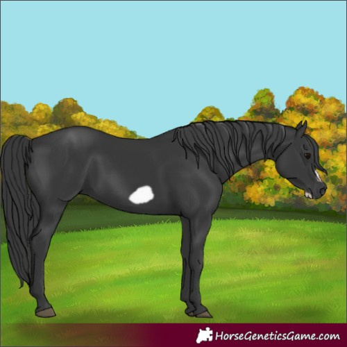 Horse Color:Black Frame 