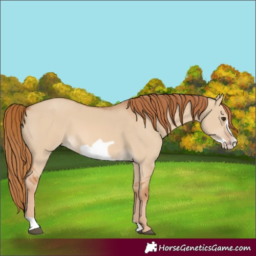 Horse Color:Red Dun Frame 