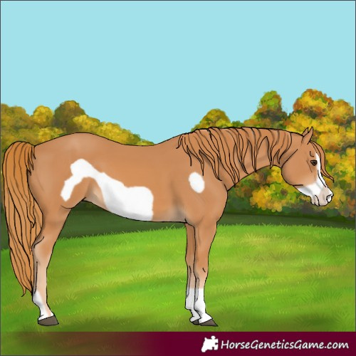 Horse Color:Chestnut Frame