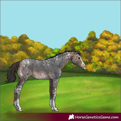 Horse Color:Bay Ice 