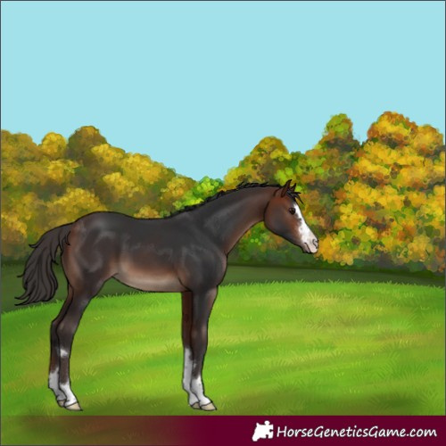 Horse Color:Bay 