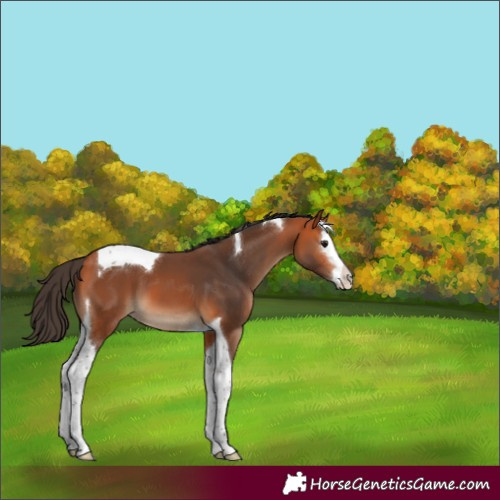 Horse Color:Bay Splash Tobiano 
