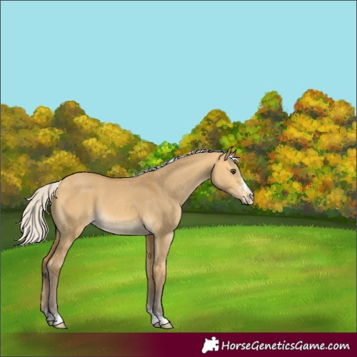 Horse Color:Silver Buckskin Dun 