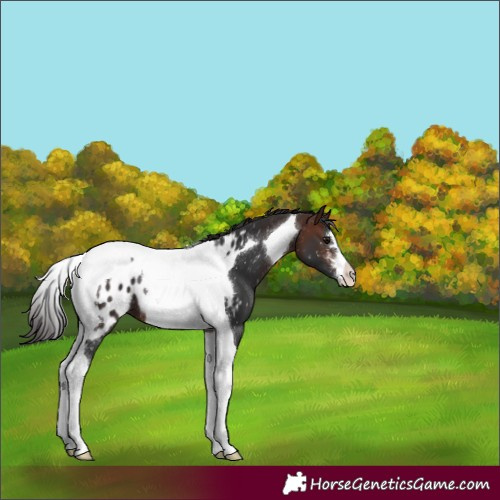 Horse Color:Brown Tobiano Appaloosa