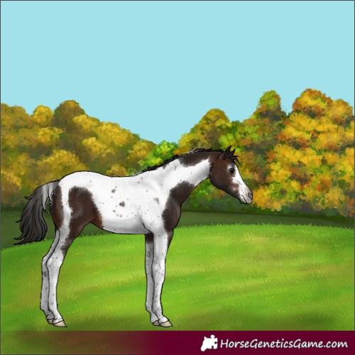 Horse Color:Gray Bay Tobiano Appaloosa 