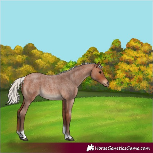 Horse Color:Silver Bay Roan Tobiano 